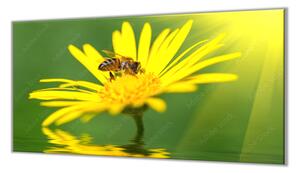 Ochranná doska včela na žltej margaréte - 40x40cm / NE