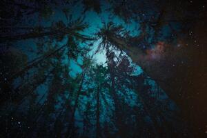 Samolepiaca tapeta noc v lese