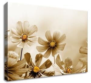 Obraz na plátne Kvetnatá krása Rozmery: 90 x 60 cm