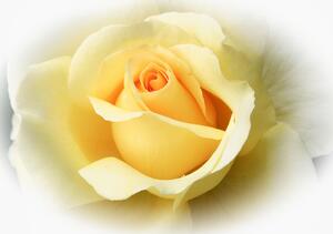 Fototapeta Žltá kvetina vlies 152,5 x 104 cm