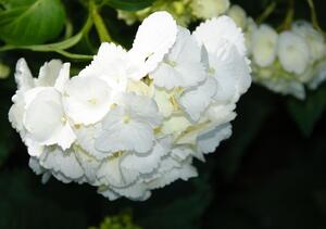 Fototapeta Biele kvety papier 254 x 184 cm