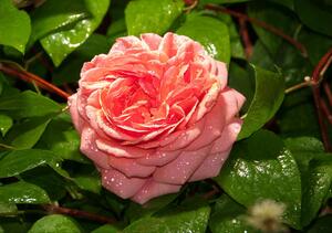 Fototapeta Rose vlies 152,5 x 104 cm