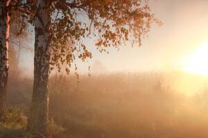 Fototapeta hmlistý jesenný les