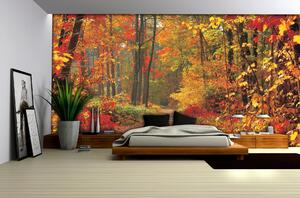 Fototapeta Forest in fall papier 368 x 254 cm