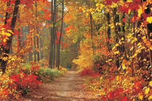 Fototapeta Forest in fall vlies 104 x 70,5 cm