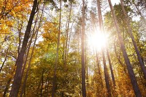 Fototapeta les v jesenných farbách