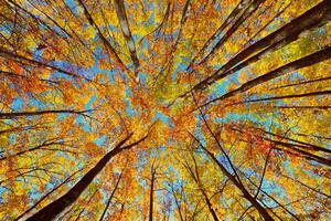 Fototapeta jesenné koruny stromov