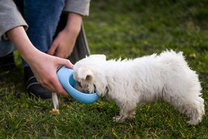 IKO Prenosná fľaša pre psov – na vodu a krmivo