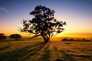 Samolepiaca fototapeta strom pri západe slnka