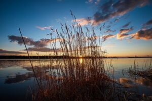 Fototapeta steblá trávy pri jazere