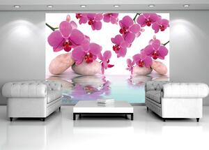Fototapety Orchid vlies 152,5 x 104 cm
