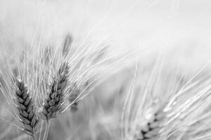Fototapeta pšeničné pole v čiernobielom prevedení