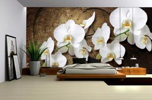 Fototapeta White orchid vlies 104 x 70,5 cm
