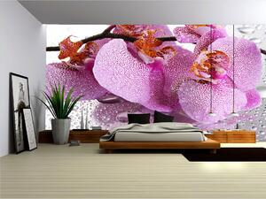 Fototapeta Orchidea vlies 152,5 x 104 cm