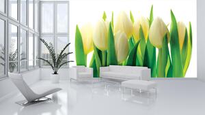 Fototapeta Biele tulipány vlies 152,5 x 104 cm