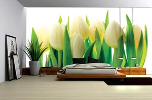 Fototapeta Biele tulipány vlies 104 x 70,5 cm