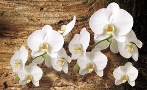 Fototapety Biela orchidea 3