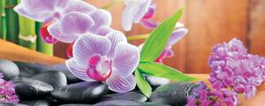 Fototapeta panoramatická vliesová Orchidea 2