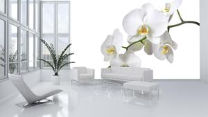 Fototapeta Biela orchidea vlies 152,5 x 104 cm