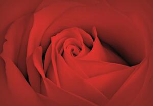 Fototapeta Bed Rose Macro vlies 152,5 x 104 cm