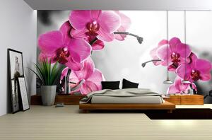 Fototapeta Orchid in grey background papier 254 x 184 cm