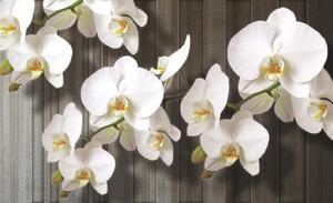 Fototapety Biela orchidea 2 papier 254 x 184 cm