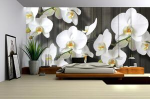 Fototapety Biela orchidea 2 papier 254 x 184 cm