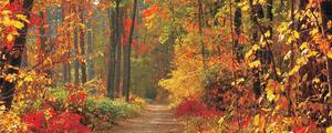 Fototapeta panoramatická vliesová Jesenné les