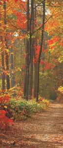 Fototapeta na dvere Jesenný les vlies 91 x 211 cm