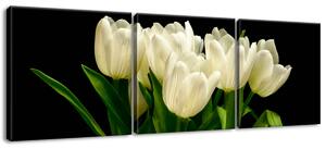 Obraz na plátne Biele tulipány, Mark Freeth - 3 dielny Veľkosť: 90 x 30 cm