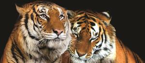 Fototapeta panoramatická vliesová Tigre