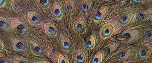 Fototapeta panoramatická vliesová Pávie perie