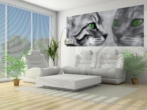Fototapeta panoramatická vliesová Mačka