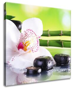 Obraz na plátne Biela orchidea a kamene Rozmery: 60 x 40 cm