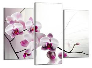 Obraz na plátne Kvety orchideí