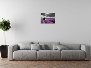 Gario Obraz na plátne Levandule Veľkosť: 30 x 20 cm