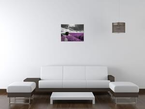 Gario Obraz na plátne Levandule Veľkosť: 30 x 20 cm