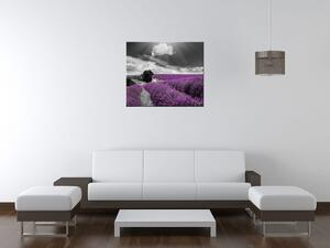 Gario Obraz na plátne Levandule Veľkosť: 30 x 30 cm