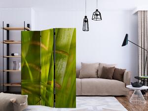 Artgeist Paraván - bamboo - nature zen [Room Dividers]