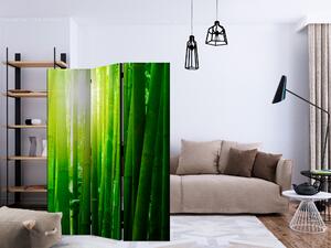 Artgeist Paraván - Sun and bamboo [Room Dividers]