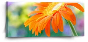 Sablio Obraz Oranžová gerbera - 110x50 cm