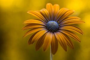 Fotografia Sunshine Daisy, Mandy Disher