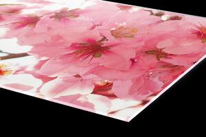 DIMEX | Plexisklo za kuchynskú linku PGT-06040-054 | 60 x 40 cm Kvety jabloní