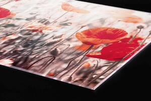DIMEX | Plexisklo za kuchynskú linku PGT-06040-171 | 60 x 40 cm Vlčí mak