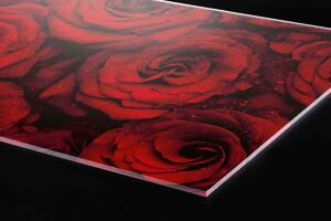 DIMEX | Plexisklo za kuchynskú linku PGT-06040-132 | 60 x 40 cm Červené ruže