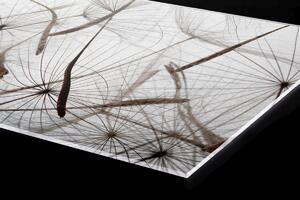 DIMEX | Plexisklo za kuchynskú linku PGT-06040-050 | 60 x 40 cm Páperie púpavy