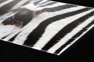 DIMEX | Plexisklo za kuchynskú linku PGT-06040-016 | 60 x 40 cm Zebra