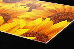 DIMEX | Plexisklo za kuchynskú linku PGT-06040-051 | 60 x 40 cm Slnečnica