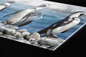 DIMEX | Plexisklo za kuchynskú linku PGT-06040-112 | 60 x 40 cm Tučniaky