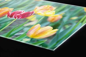 DIMEX | Plexisklo za kuchynskú linku PGT-06040-122 | 60 x 40 cm Jarné kvety
